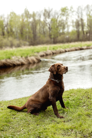 Platte River Kennels - Riggs